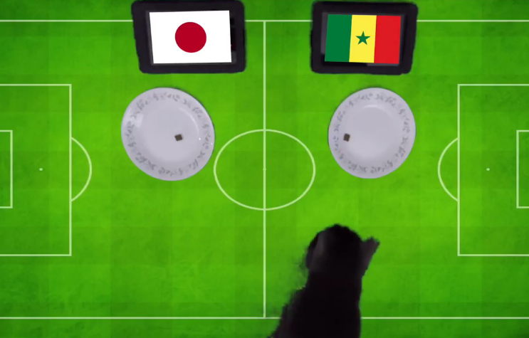 Tiên tri Cass dự đoán Nhật Bản vs Senegal, 22h ngày 24/6