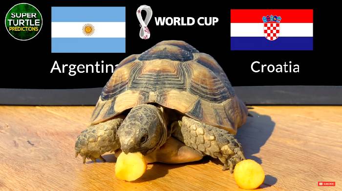 Động vật tiên tri dự đoán Argentina vs Croatia, 2h00 ngày 14/12 