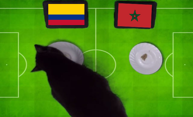 Mèo Cass dự đoán nữ Colombia vs nữ Morocco, 17h ngày 3/8  - Ảnh 1